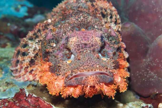 Scorpaenopsis cirrosa